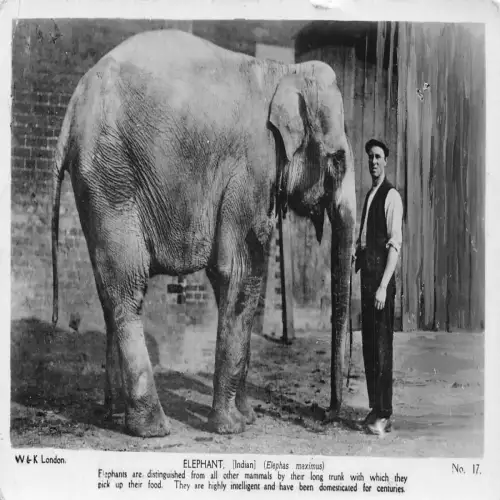 A739 Tiere Indischer Elefant mit Tierpfleger 1923 Vintage Postkarte