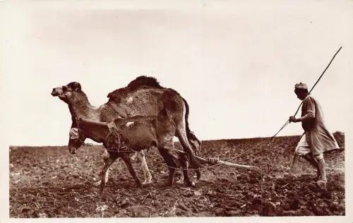 A749 Algerien Szenen et Typen Curieux attelage Kamele Pflug RPPC Postkarte