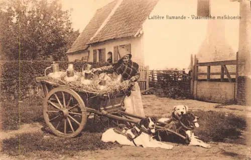 A752 Belgien Laitiere Flamande Flämisches Milchmädchen Mastiff Hunde Wagen Postkarte