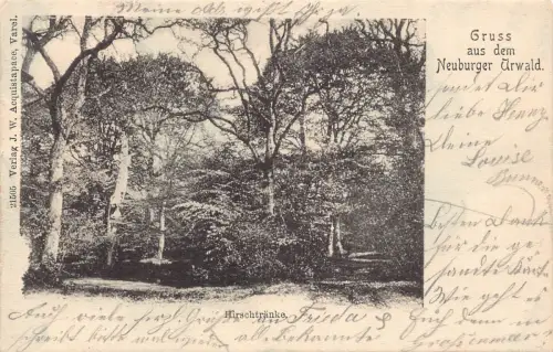 B228 Deutschland 1900 Gruss aus dem Neuburger Urwald Hirschtraenke Wald Postkarte