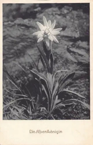 A842 Deutschland Die Alpenkoenigin Blume Edelweiß Vintage Postkarte