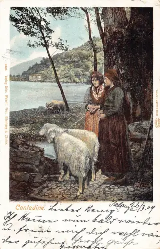 A133 Italien 1899 Contadine Schafe Frau Bauern Hirte Baum Litho Postkarte