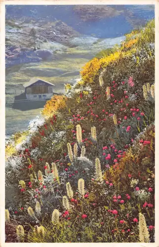 B016 Blumen Campanula thyrsoidea Straussbluetige Glockenblume Fextal Postkarte