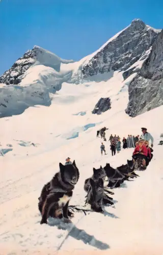 A847 Schweiz Jungfraujoch Polarhunde Hund gezogen Schlitten Vintage Postkarte