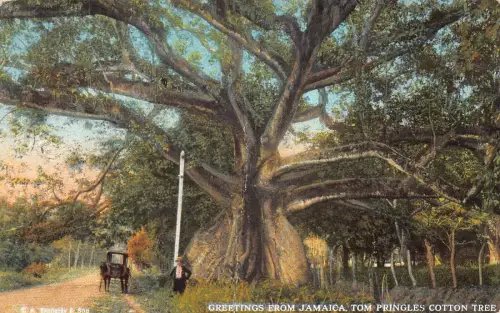 L368 Jamaika 1933 Grüße Tom Pringles Cotton Tree Kutsche Vintage Postkarte