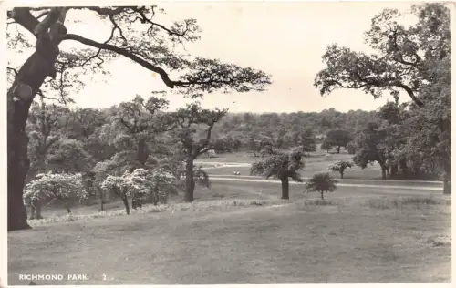 A953 England Richmond Park Vintage Postkarte