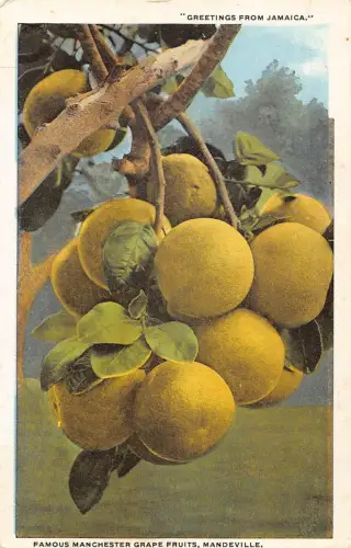 Grüße aus Jamaika berühmte Manchester Grape Fruits Mandeville Postkarte