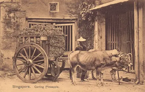 L254 Singapore Carting Pineapple ox cart Postkarte