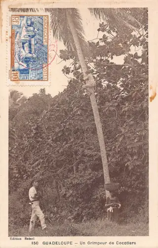 B156 Guadeloupe Un Grimpeur de Cocotiers Kokosnüsse Sammler Eingeborene Postkarte