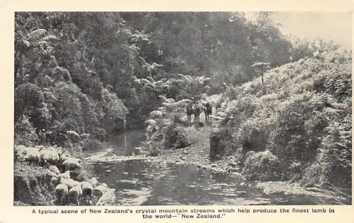 B159 Typische Szene von Neuseelands Crystal Mountain Streams Lamm Postkarte