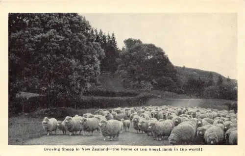 B159 Droving Sheep in New Zealand Home of the finest lamb in world Postkarte