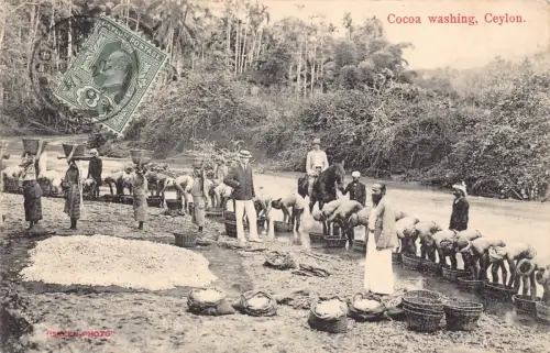 B431 Ceylon Sri Lanka 1909 Cocoa Washing Natives Ethno Vintage Postkarte