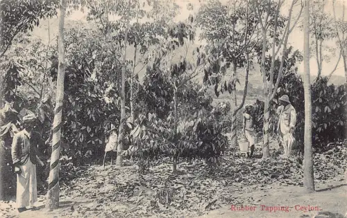 B431 Ceylon Sri Lanka Rubber Tapping Natives Ethno Postkarte