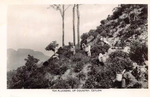 B431 Ceylon Sri Lanka Tea Pluckers Up Country Natives Ethno RPPC Postkarte