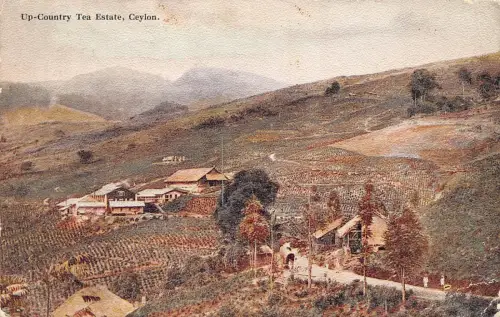 B431 Ceylon Sri Lanka 1928 Up Country Tea Estate Vintage Postkarte