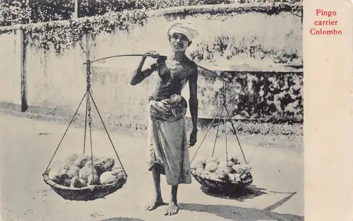B431 Ceylon Sri Lanka Pingo Carrier Colombo Ethnic Native Vintage Postkarte