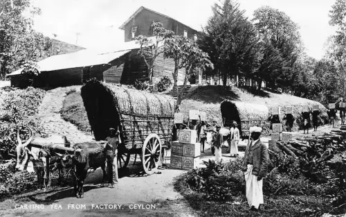 B431 Ceylon Sri Lanka Cartino Tee aus Fabrik Ochsenwagen Ethno RPPC Postkarte