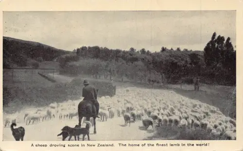 Neuseeland Schafe treibende Szene Hunde Schäferhund Herde Vintage Postkarte