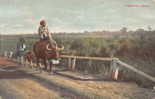 L476 Myanmar Burma ein burmesischer Bauer reitet Ochsen Vintage Postkarte