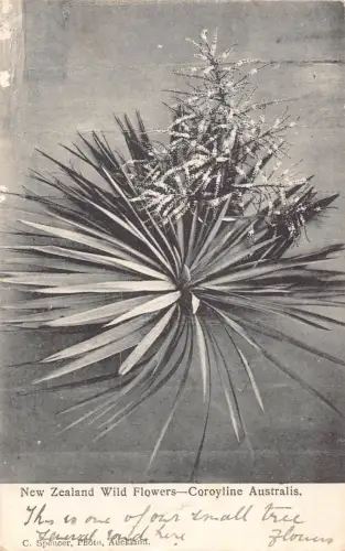 Neuseeland Wildblumen Coroyline Australis Vintage Postkarte