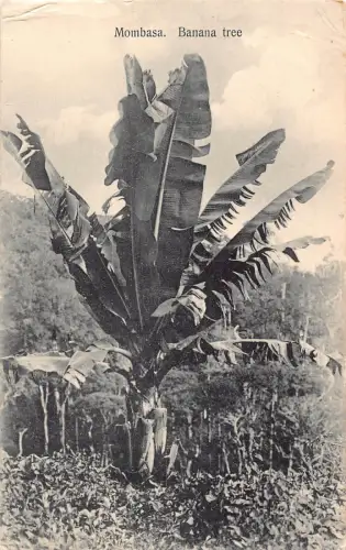 L477 Kenia Mombasa Bananenbaum Vintage Postkarte