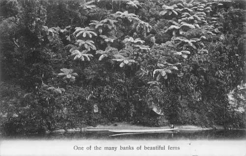 Neuseeland 1907 Eine von vielen Ufern schöner Farne Pflanzen Vintage Postkarte