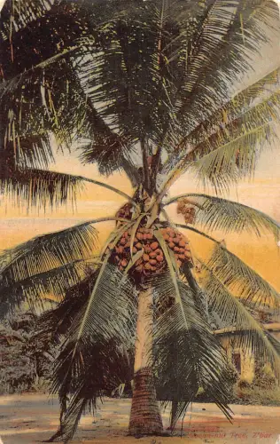 L477 Sansibar Tansania Coconut Tree Vintage Postkarte
