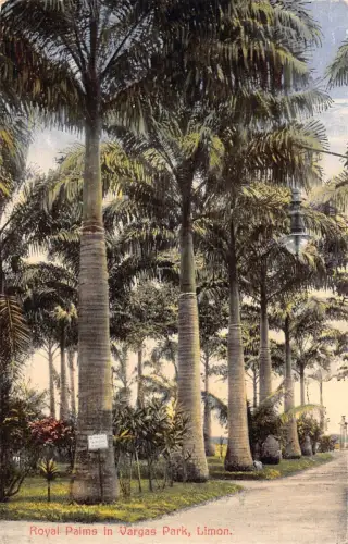 L334 Costa Rica Royal Palms in Vargas Park Limon Vintage Postkarte