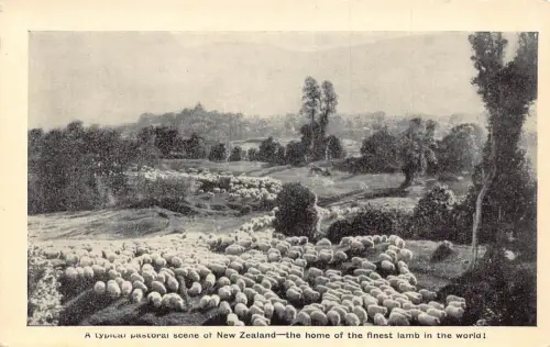 A900 Neuseeland Pastoralszene Schafherde Vintage Postkarte