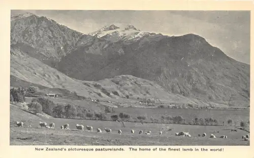 A900 Neuseeland Malerische Pasteureland Schafherde Vintage Postkarte