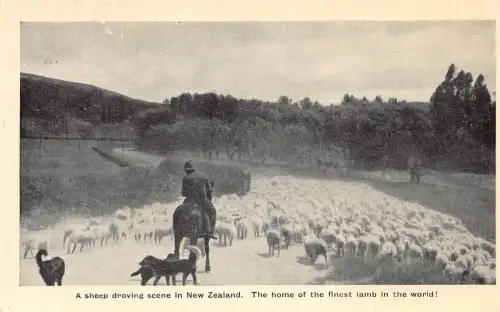 A900 Neuseeland Sheep Driving Szene Schäferhunde Vintage Postkarte