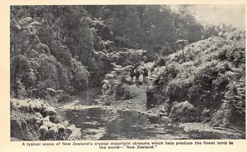 A900 New Zealand Crystal Mountain Streams Finest Lamb Sheep Vintage Postkarte