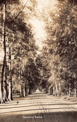 B643 Papua Neuguinea Casuarina Avenue RPPC Vintage Postkarte
