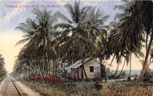Costa Rica Kokosnusshaine entlang der Northern Ry Railroad Vintage Postkarte