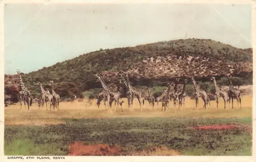 Kenia Giraffe Athi Plains Vintage Postkarte