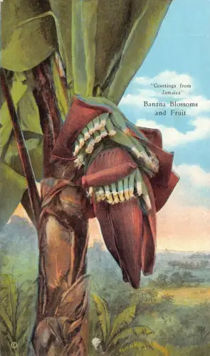 Grüße aus Jamaika Bananenblüten und Früchten Vintage Postkarte