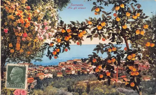 A183 Italien Sorrent Fra Gli Aranci Orangen auf Baum Vintage Postkarte