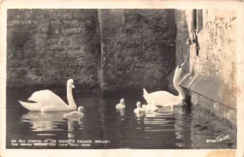 A773 England Old Custom Bishop's Palace Wells Swans Lake RPPC Vintage Postkarte