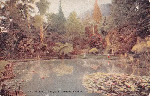 A778 Ceylon Sri Lanka Lotus Teich Hakgalla Gärten See Vintage Postkarte