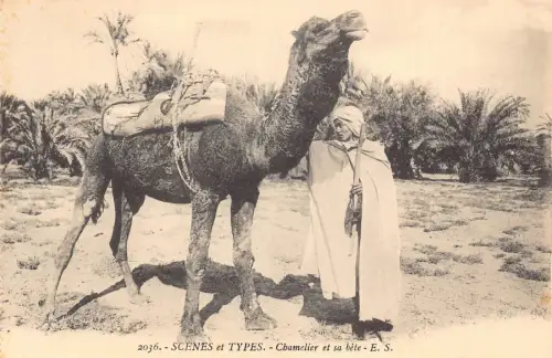 L408 Algerien Szenen et Typen arabischer Mann mit Kamel Vintage Postkarte