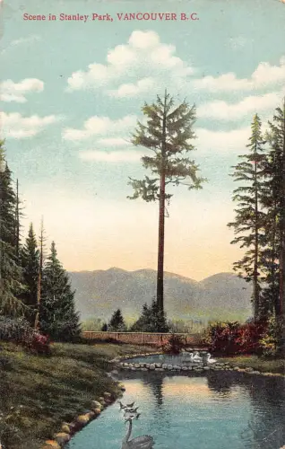 A916 Kanada Szene im Stanley Park Vancouver BC Schwäne Vintage Postkarte