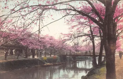 L276 Japan unbekannte Sakura blühende Kirschbäume Brücke Fluss Postkarte