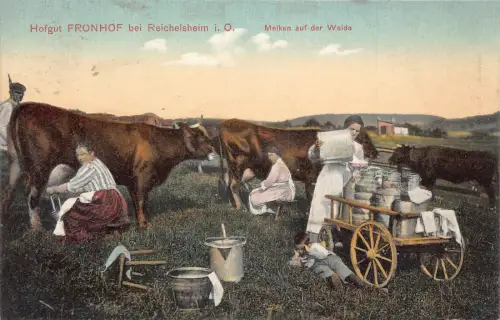 A099 Deutschland 1909 Hofgut Fronhof Reichelsheim i O Melken der Kühe Dose Postkarte