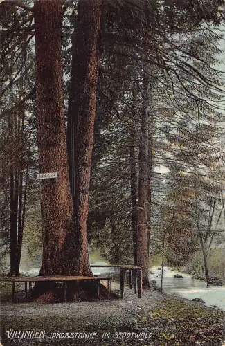 A100 Deutschland 1912 Villingen Jakobstanne im Stadtwald Hohe Baumbank Postkarte