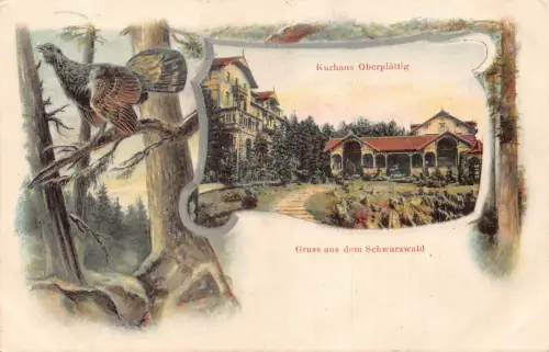 A099 Deutschland 1910 Kurhaus Oberplaettig Gruss aus Schwarzwald Vogel Baum Postkarte
