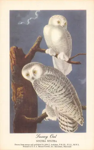Vögel Schneeeule Nyctea Nyctea Vintage Postkarte