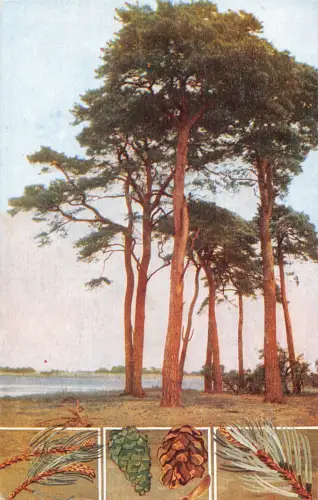 Flora 1967 The Scots Pine Pinus Sylvestris Vintage Postkarte