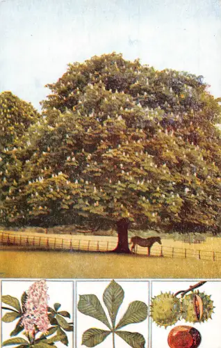 Flora Der Rosskastanienbaum Aesculus Hippocastanum Vintage Postkarte