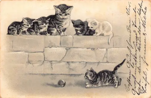 B061 Tiere 1908 Katzen an der Wand beobachten Kätzchen spielen mit Ball Vintage Postkarte