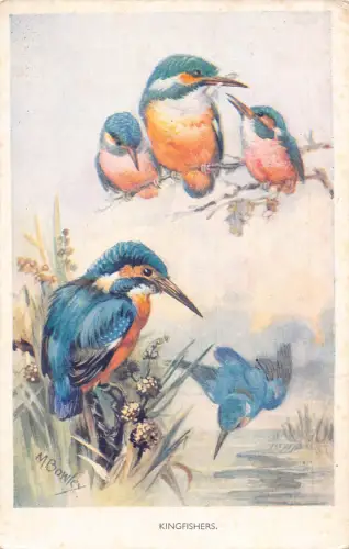Kunst von M Bowley Birds - Eisvögel Vintage Postkarte
